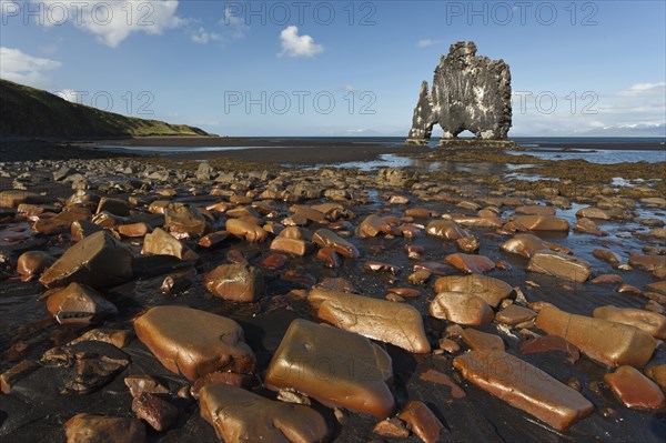 Hvitserkur' basalt rock in the morning light with copper-coloured rocks at the front