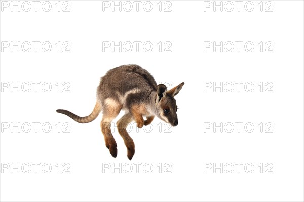 Yellow-Footed Rock-Wallaby (Petrogale xanthopus)