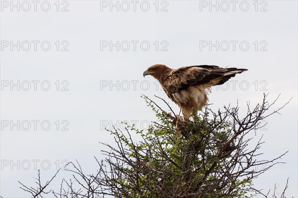 Tawny eagle (Aquila rapax)