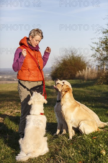 Three dogs