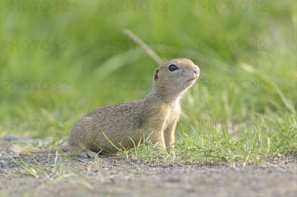 European ground squirrel (Spermophilus citellus)