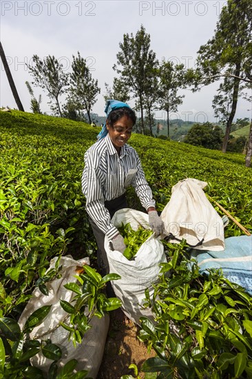 Tea picker