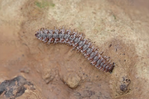 Flat-backed Millipede (Polydesmus angustus)