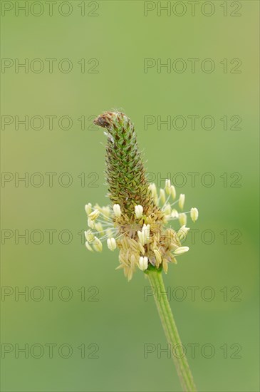 Ribwort plantain (Plantago lanceolata)