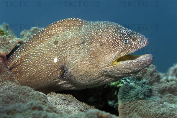 Starry Moray (Gymnothorax nudivomer)