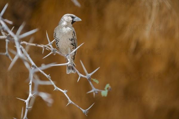 Sociable Weaver (Philetairus socius)