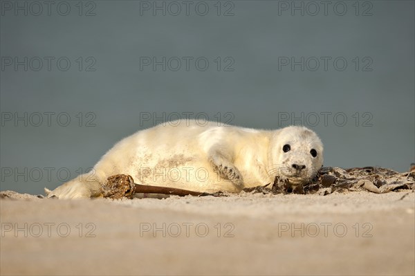 Grey Seal (Halichoerus grypus)