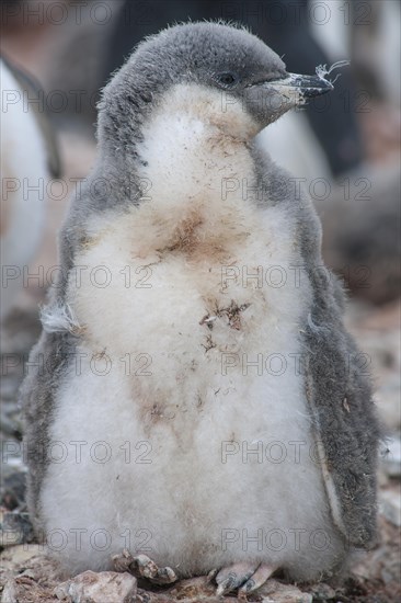 Chinstrap Penguin (Pygoscelis antarcticus)