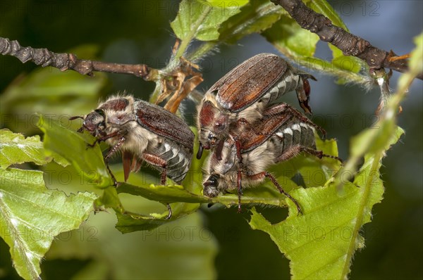 Chestnut Cockchafers