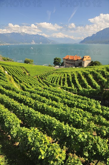 Views over the vineyards with Chateau de Glerolles and Lake Geneva towards the Swiss Rhone Valley