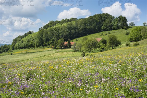 Farmstead with flower meadow and forest