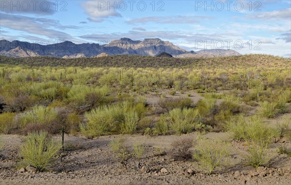 Cactus steppe in front of the Sierra de la Giganta