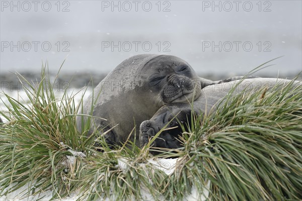 Two Southern elephant seals (Mirounga leonina)