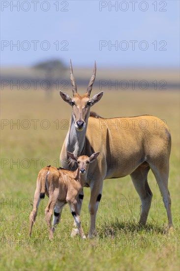 Common eland (Taurotragus oryx)