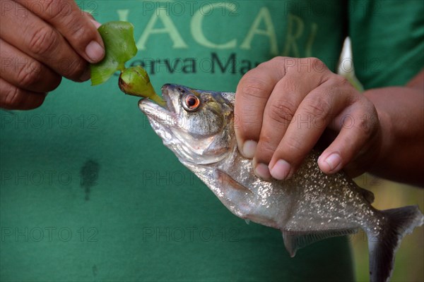 Man holding a Piranha (Pygocentrus spec.) in one hand