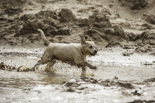 Golden Retriever playing in a mud puddle