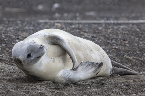 Crabeater Seal (Lobodon carcinophagus) resting on the beach