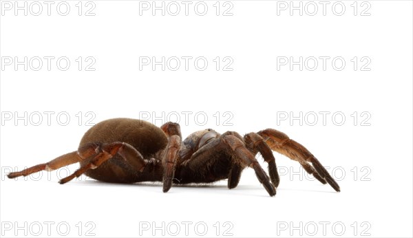 Sydney Brown Trapdoor Spider (Misgolas rapax)