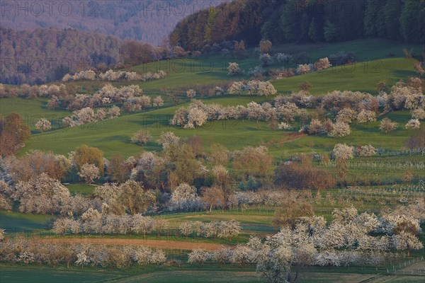 Blooming cherry trees in Eggener Valley