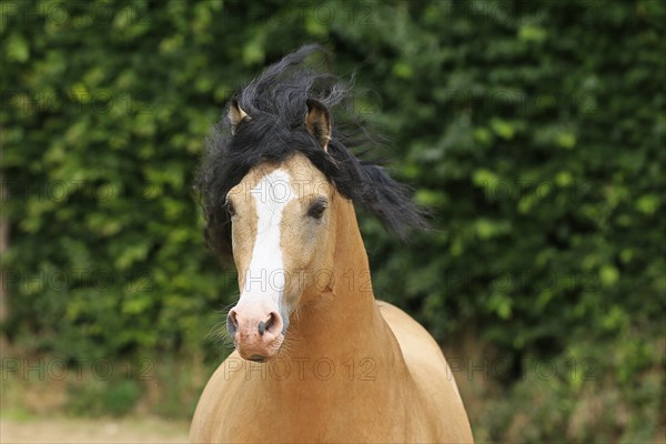 Welsh Pony B