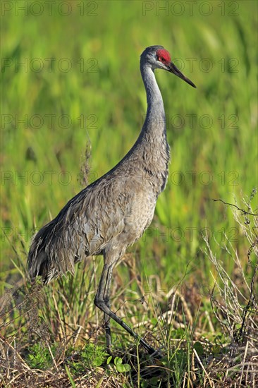 Sandhill Crane (Grus canadensis)