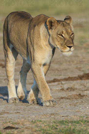 Lioness (Panthera leo)