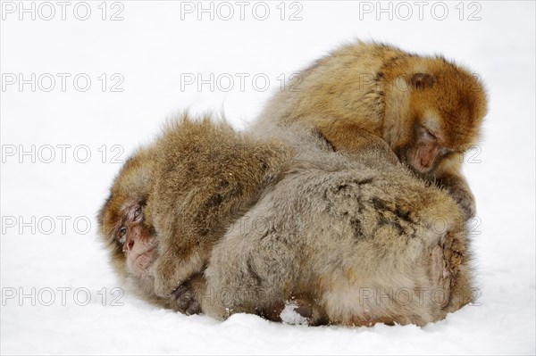 Barbary macaque (Macaca sylvanus)