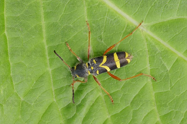 Wasp Beetle (Clytus arietis)