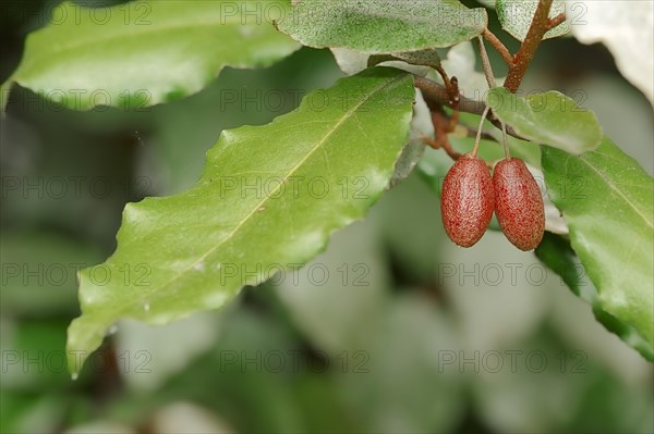 Thorny Elaeagnus (Elaeagnus pungens)