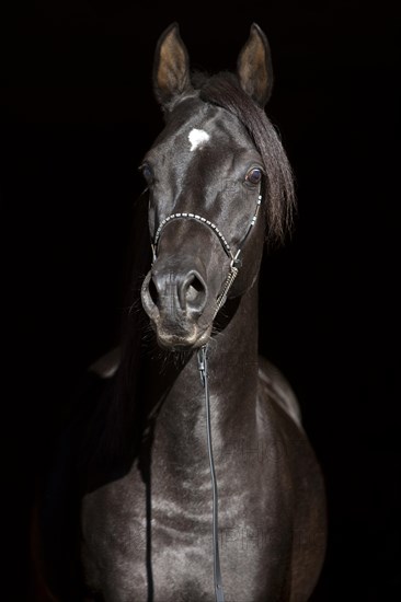 Arabian Thoroughbred Horse wearing a show halter