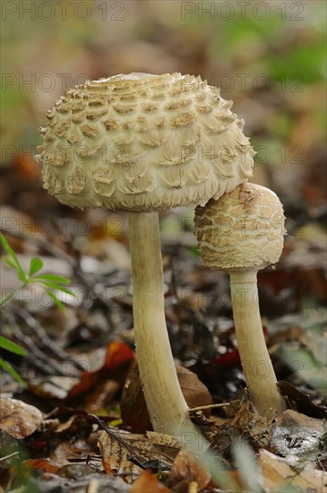 Shaggy Parasol (Macrolepiota rhacodes)