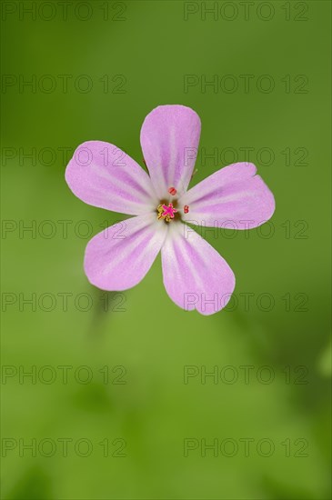 Herb Robert