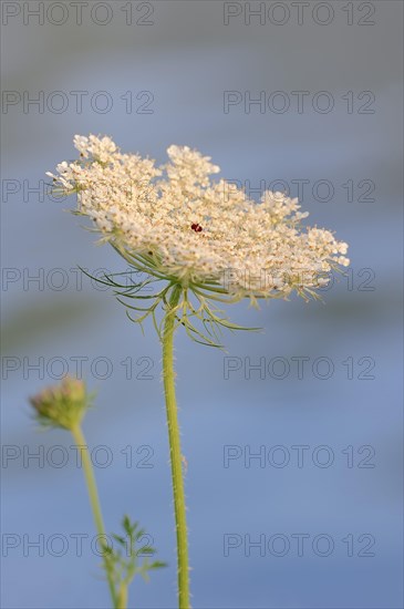 Wild Carrot (Daucus carota subsp. Carota)