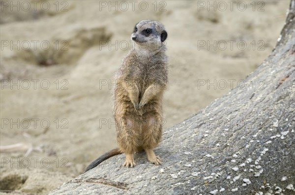 Meerkat (Suricata suricatta)