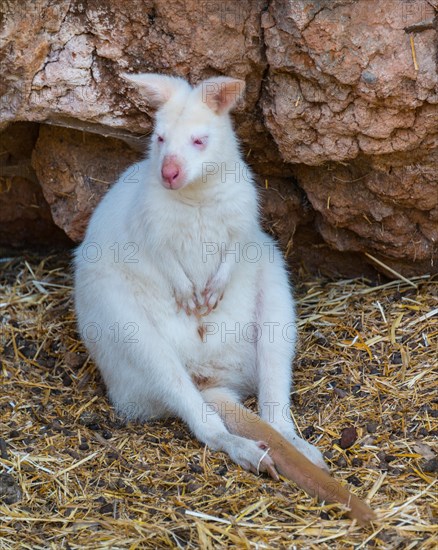 Red-necked Wallaby (Macropus rufogriseus)