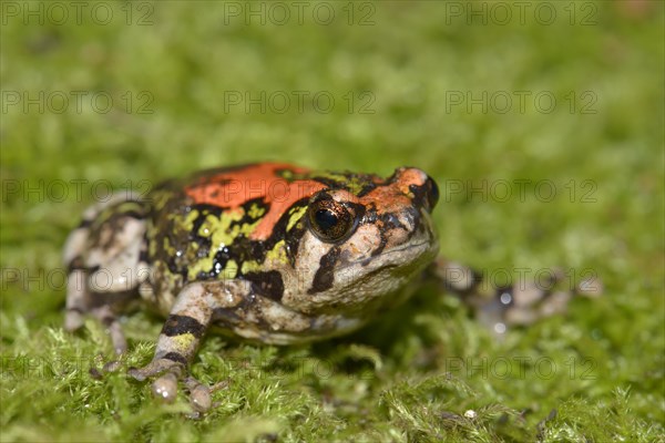 Gottlebe's Narrow-mouthed Frog (Scaphiophryne gottlebei)