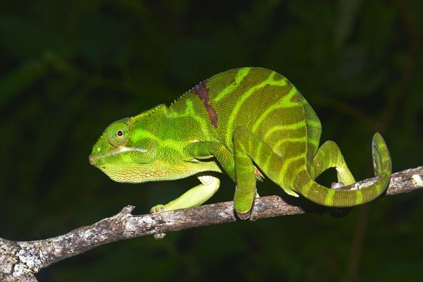 Ambiky Chameleon (Furcifer timoni)