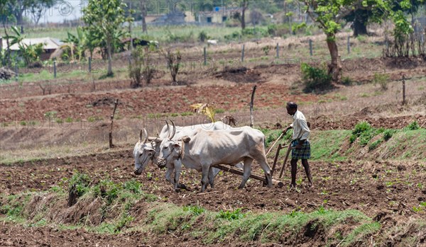 Indian farmer plowing field with yoke of oxen