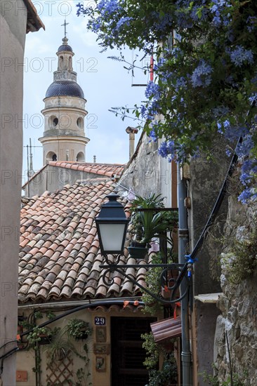 Alley with flowers