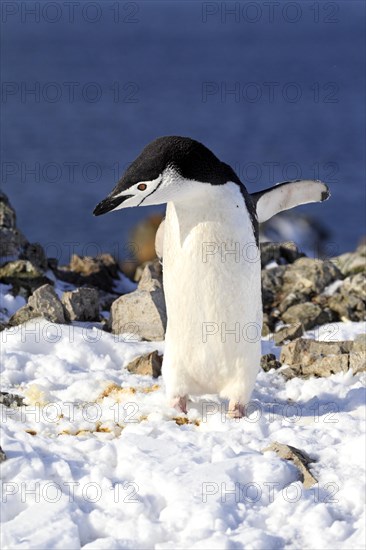 Chinstrap Penguin (Pygoscelis antarctica)