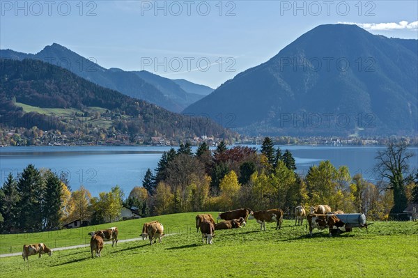 Cows on a pasture