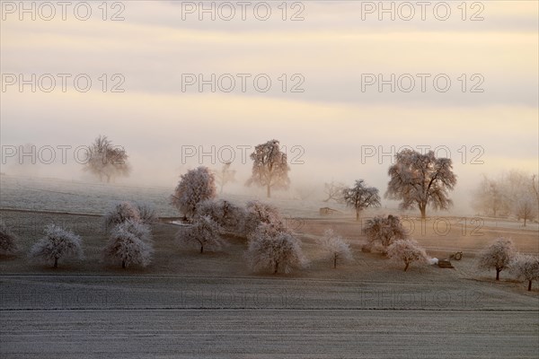 Fruit trees with hoarfrost and fog