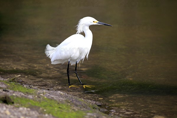 Snowy Egret (Egretta thula)