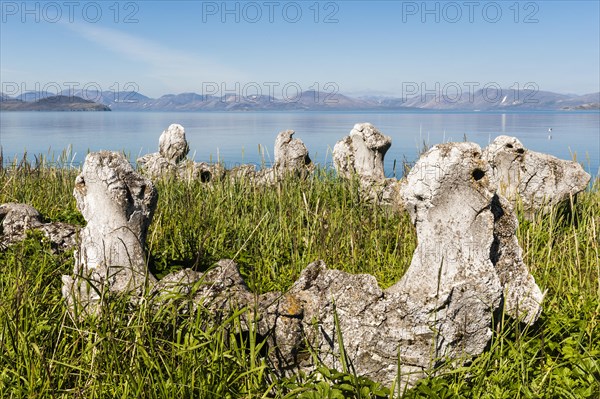 Whale Bone Alley