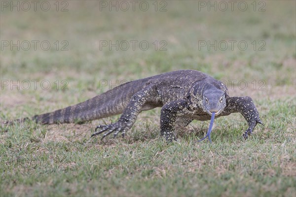 Nile Monitor (Varanus niloticus)