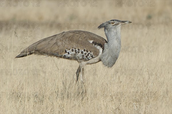 Kori Bustard (Ardeotis kori)