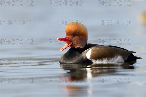 Red-crested Pochard (Netta rufina)