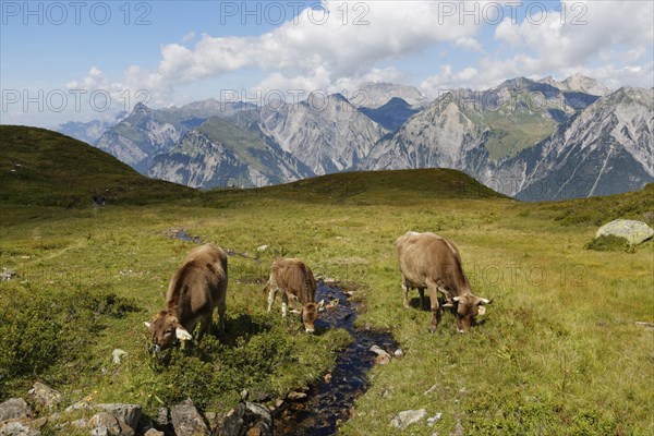 Cows grazing on a mountain stream