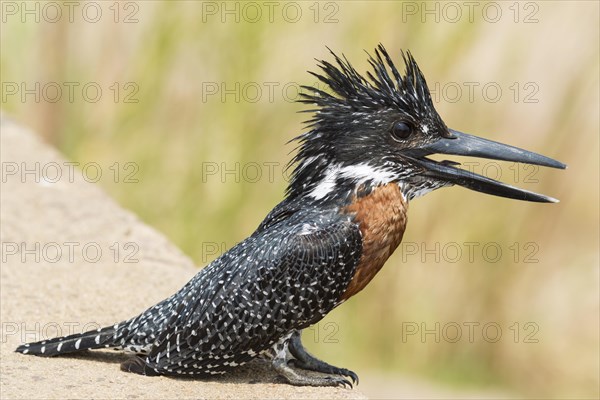 Giant Kingfisher (Megaceryle maximus)