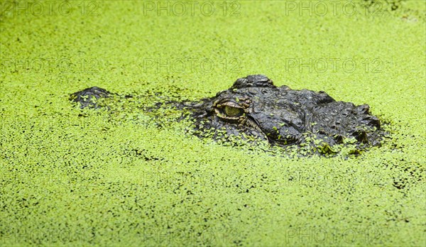 Marsh Crocodile or Mugger Crocodile (Crocodylus palustris)